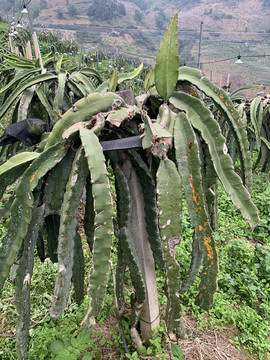 火龙果种植基地