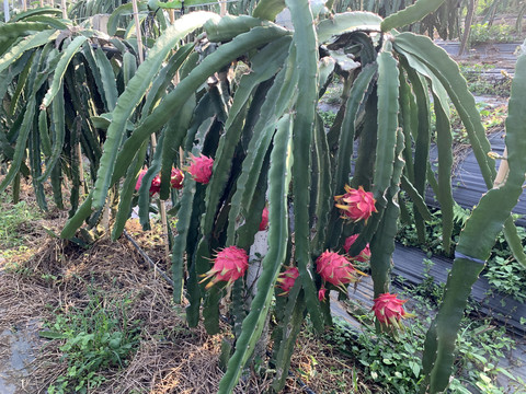 火龙果种植基地