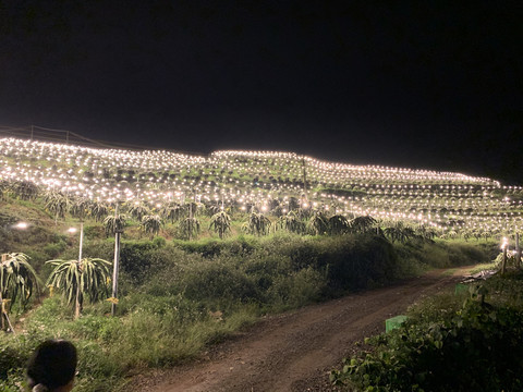 火龙果种植基地