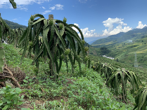 火龙果种植基地