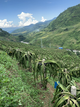 火龙果种植基地