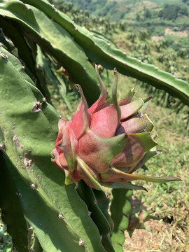 火龙果种植基地