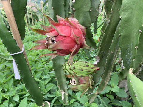 火龙果种植基地