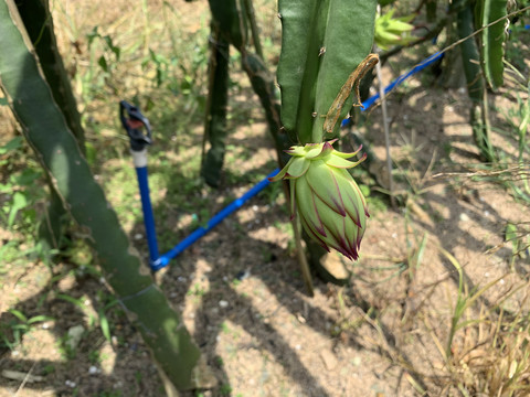 火龙果种植基地