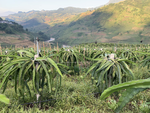 火龙果种植基地