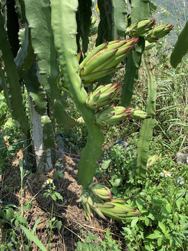 火龙果种植基地