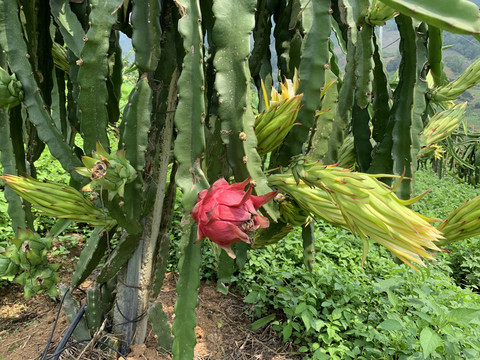 火龙果种植基地