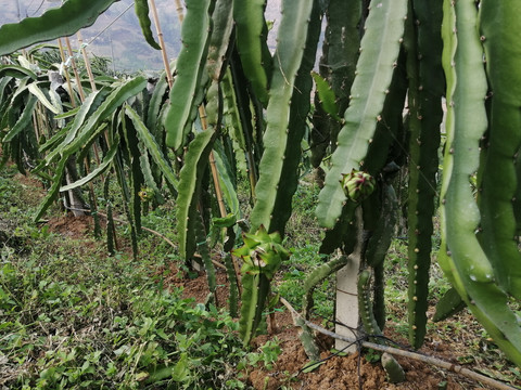 火龙果种植基地