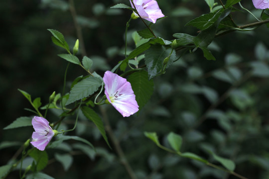 牵牛花