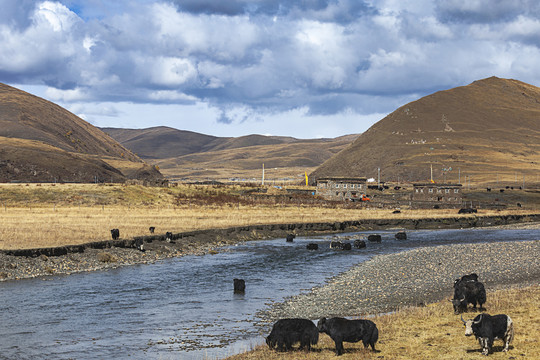 蓝天白云牦牛河流藏族民居