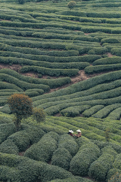 绿茶茶园