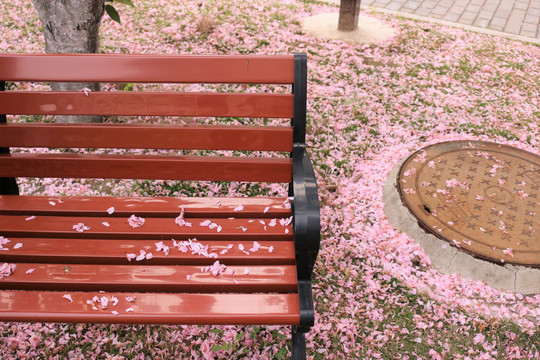 樱花长椅