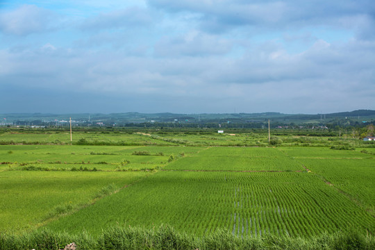 水稻田