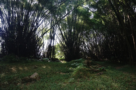 野生竹林