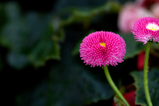 红色的雏菊花