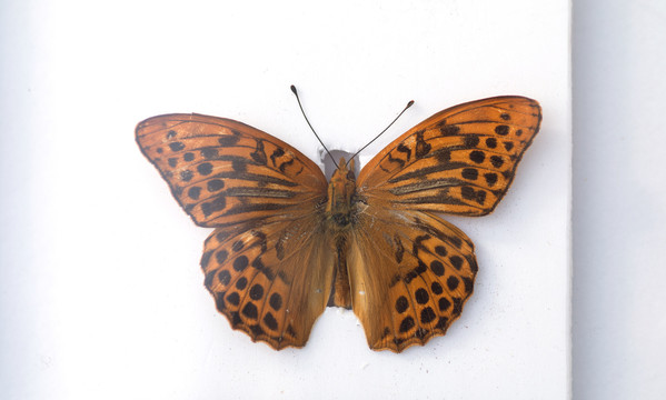 制作的蝴蝶标本