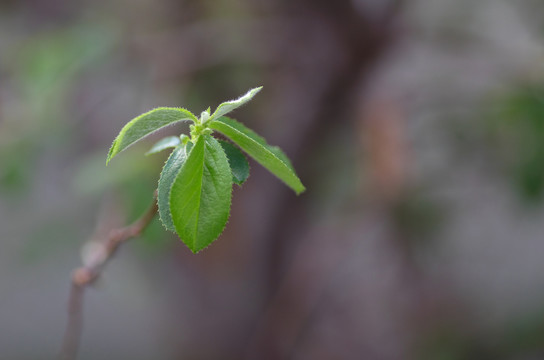 树木长出的春芽