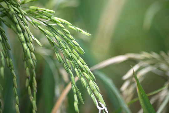 灌浆中的水稻