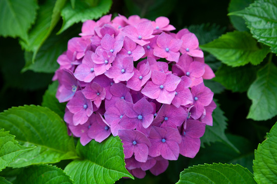 绣球花紫红色的花朵