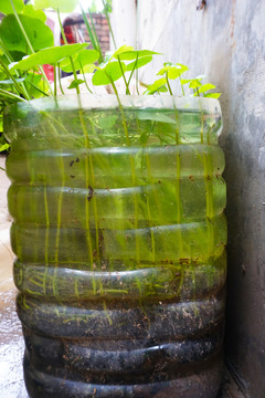 铜钱草