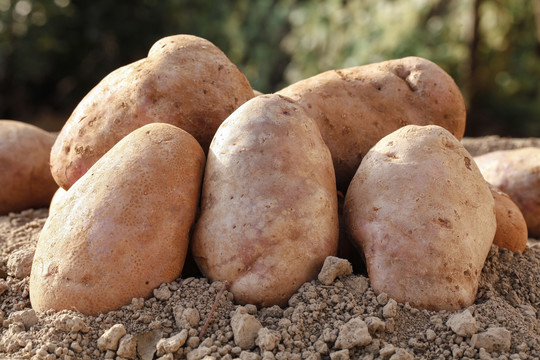 沙地里的彩色土豆