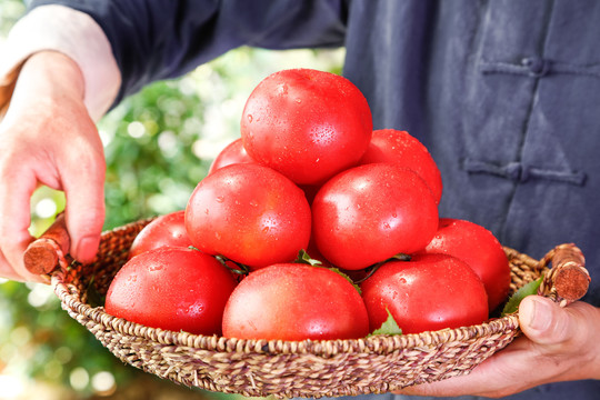 农民手里端着一篮子番茄