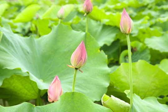 池塘里的荷花