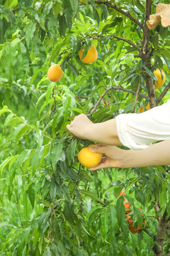 正在采摘黄桃