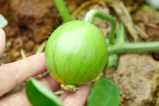 农田里种植的西瓜苗