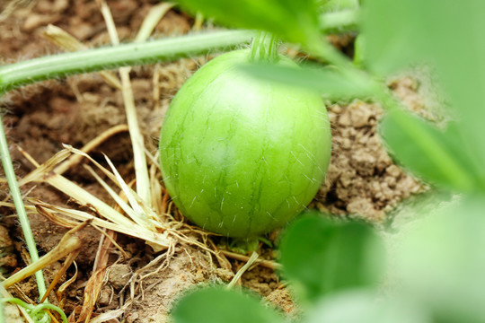 农田里种植的西瓜苗