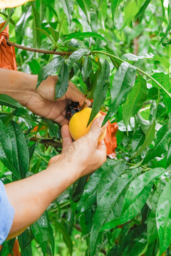 农民正在采摘黄桃