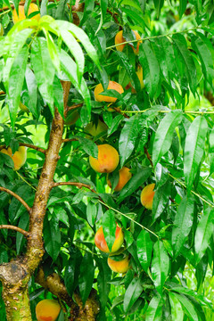 桃树上的新鲜黄桃