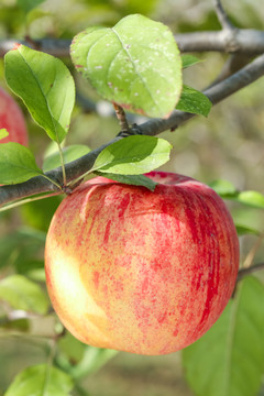 树上挂着冰糖心苹果