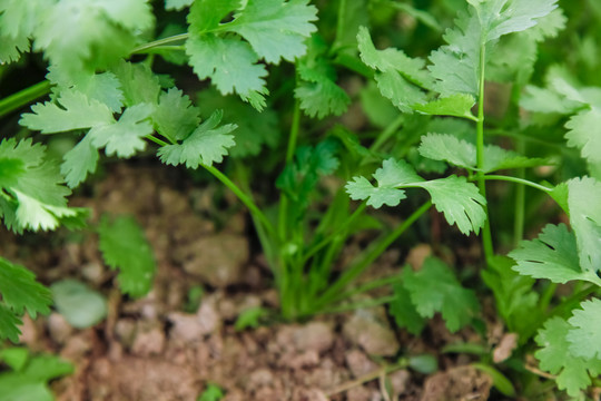 地里种着蔬菜