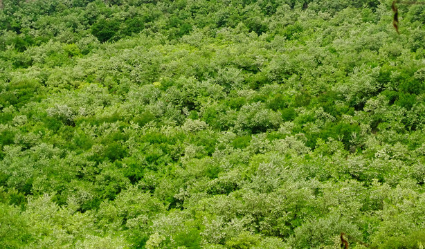 树林全景图