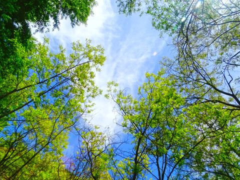 天空蓝天树枝