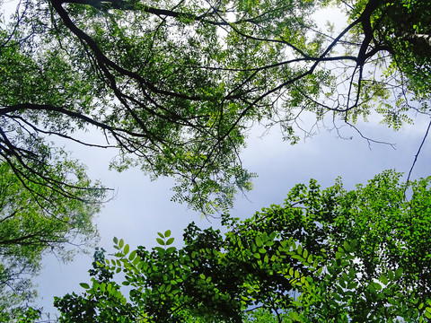 绿叶天空