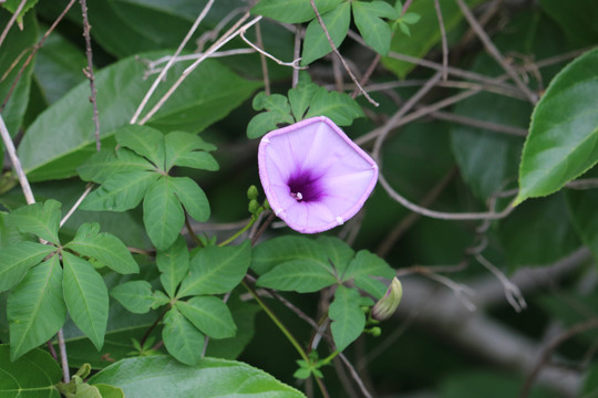 牵牛花喇叭花