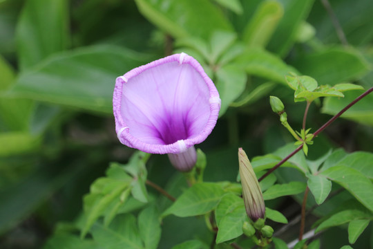 牵牛花喇叭花