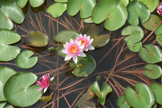 莲花