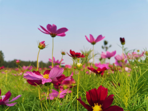 格桑花