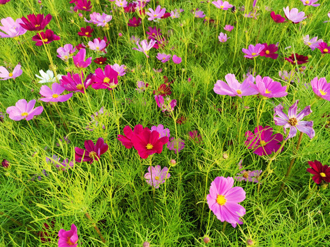 格桑花海