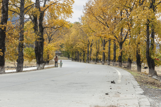 秋色树林道路