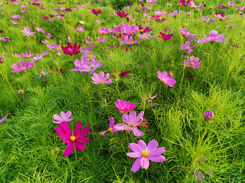 格桑花海