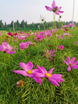 格桑花