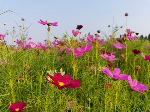 花海