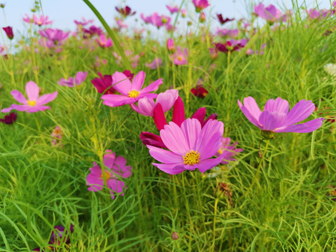 格桑花海