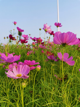 格桑花