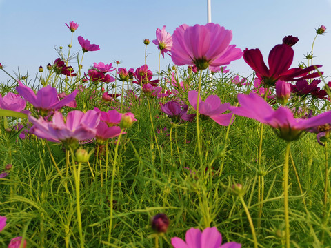 格桑花