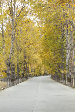 新都桥秋天彩林自然景观